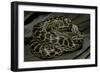 Eunectes Notaeus (Yellow Anaconda)-Paul Starosta-Framed Photographic Print