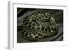 Eunectes Notaeus (Yellow Anaconda)-Paul Starosta-Framed Photographic Print