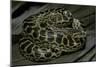 Eunectes Notaeus (Yellow Anaconda)-Paul Starosta-Mounted Photographic Print