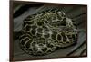 Eunectes Notaeus (Yellow Anaconda)-Paul Starosta-Framed Photographic Print