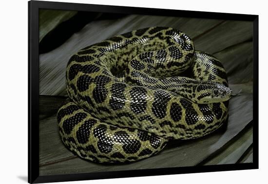 Eunectes Notaeus (Yellow Anaconda)-Paul Starosta-Framed Photographic Print