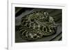 Eunectes Notaeus (Yellow Anaconda)-Paul Starosta-Framed Photographic Print