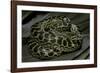 Eunectes Notaeus (Yellow Anaconda)-Paul Starosta-Framed Photographic Print