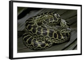 Eunectes Notaeus (Yellow Anaconda)-Paul Starosta-Framed Photographic Print