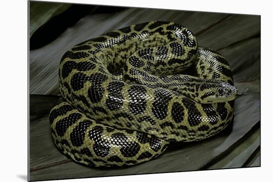 Eunectes Notaeus (Yellow Anaconda)-Paul Starosta-Mounted Photographic Print