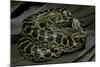 Eunectes Notaeus (Yellow Anaconda)-Paul Starosta-Mounted Photographic Print