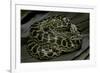 Eunectes Notaeus (Yellow Anaconda)-Paul Starosta-Framed Photographic Print