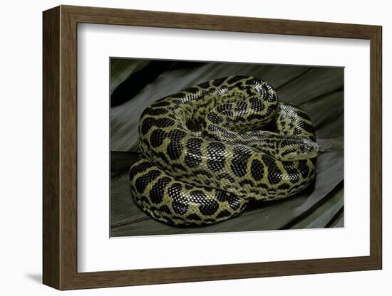 Eunectes Notaeus (Yellow Anaconda)-Paul Starosta-Framed Photographic Print