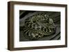 Eunectes Notaeus (Yellow Anaconda)-Paul Starosta-Framed Photographic Print