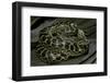 Eunectes Notaeus (Yellow Anaconda)-Paul Starosta-Framed Photographic Print