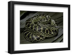 Eunectes Notaeus (Yellow Anaconda)-Paul Starosta-Framed Photographic Print