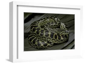 Eunectes Notaeus (Yellow Anaconda)-Paul Starosta-Framed Photographic Print