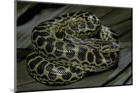 Eunectes Notaeus (Yellow Anaconda)-Paul Starosta-Mounted Photographic Print