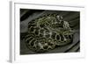 Eunectes Notaeus (Yellow Anaconda)-Paul Starosta-Framed Photographic Print