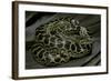 Eunectes Notaeus (Yellow Anaconda)-Paul Starosta-Framed Photographic Print