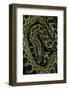 Eunectes Notaeus (Yellow Anaconda)-Paul Starosta-Framed Photographic Print