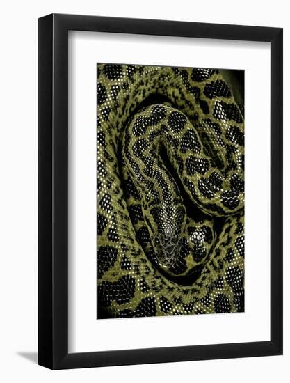 Eunectes Notaeus (Yellow Anaconda)-Paul Starosta-Framed Photographic Print