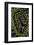 Eunectes Notaeus (Yellow Anaconda)-Paul Starosta-Framed Photographic Print