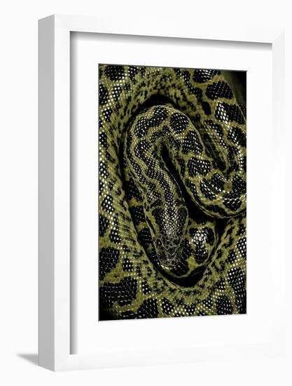 Eunectes Notaeus (Yellow Anaconda)-Paul Starosta-Framed Photographic Print