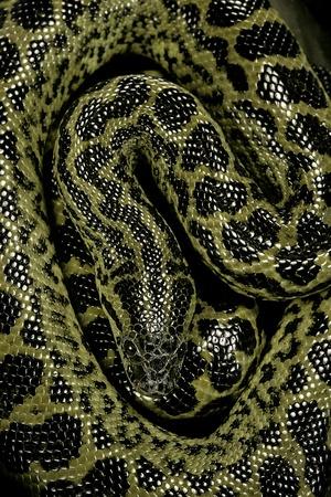 Atheris Chlorechis (Bush Viper)' Photographic Print - Paul Starosta