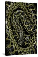 Eunectes Notaeus (Yellow Anaconda)-Paul Starosta-Stretched Canvas