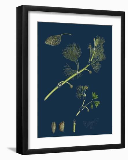 Euonynius Europeus; Spindle Tree-null-Framed Giclee Print