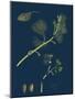 Euonynius Europeus; Spindle Tree-null-Mounted Giclee Print