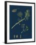 Euonynius Europeus; Spindle Tree-null-Framed Giclee Print