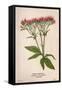 Eupatorium Cannabinum-Mabel E Step-Framed Stretched Canvas