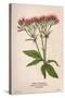 Eupatorium Cannabinum-Mabel E Step-Stretched Canvas