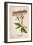 Eupatorium Cannabinum-Mabel E Step-Framed Art Print