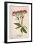 Eupatorium Cannabinum-Mabel E Step-Framed Art Print