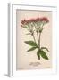 Eupatorium Cannabinum-Mabel E Step-Framed Art Print