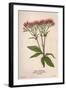 Eupatorium Cannabinum-Mabel E Step-Framed Art Print