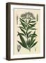 Eupatorium Cannabinum-null-Framed Art Print