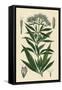 Eupatorium Cannabinum-null-Framed Stretched Canvas