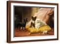 Brown Frame