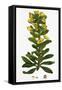 Euphorbia Amygdaloides Wood Spurge-null-Framed Stretched Canvas