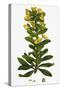 Euphorbia Amygdaloides Wood Spurge-null-Stretched Canvas
