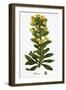 Euphorbia Amygdaloides Wood Spurge-null-Framed Giclee Print