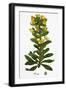 Euphorbia Amygdaloides Wood Spurge-null-Framed Giclee Print