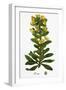 Euphorbia Amygdaloides Wood Spurge-null-Framed Giclee Print