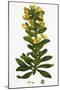 Euphorbia Amygdaloides Wood Spurge-null-Mounted Giclee Print