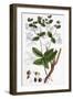 Euphorbia Coralloides Coral Spurge-null-Framed Giclee Print