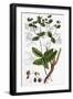 Euphorbia Coralloides Coral Spurge-null-Framed Giclee Print