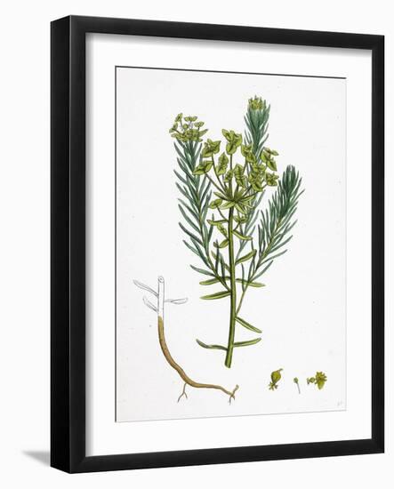 Euphorbia Cyparissias Cyprus Spurge-null-Framed Giclee Print
