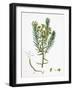 Euphorbia Cyparissias Cyprus Spurge-null-Framed Giclee Print