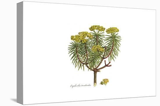 Euphorbia dendroides, Flora Graeca-Ferdinand Bauer-Stretched Canvas