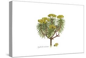 Euphorbia dendroides, Flora Graeca-Ferdinand Bauer-Stretched Canvas