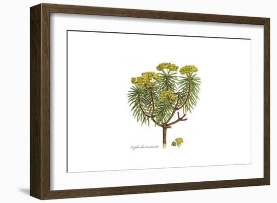 Euphorbia dendroides, Flora Graeca-Ferdinand Bauer-Framed Giclee Print